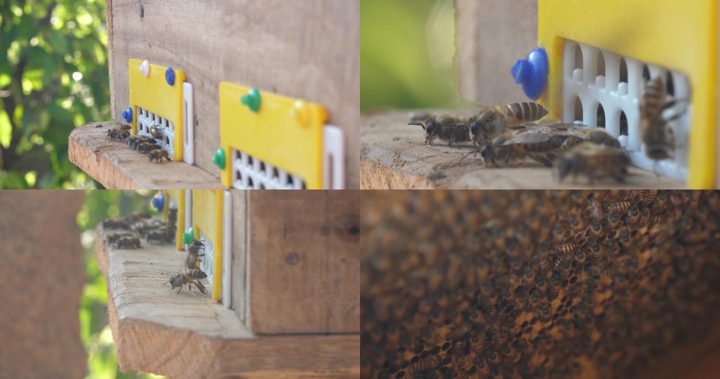 蜜蜂 蜂巢 4K 微距 大特写 自然拍摄