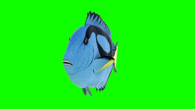 尼莫-小丑鱼