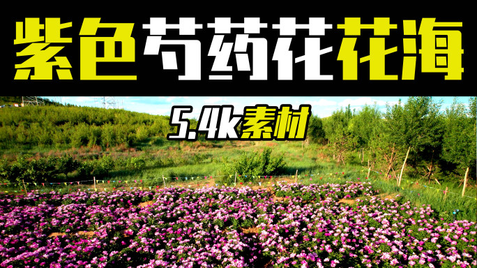 5.4k航拍南山公园里紫色的芍药花花海