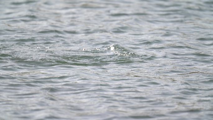 体型最大的鸊鷉：凤头鸊䴘湖中敏捷捕鱼吃鱼