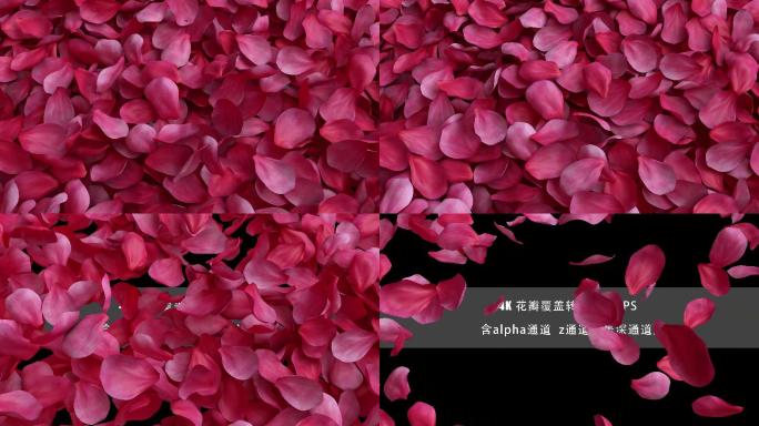 4K粉红花瓣覆盖过场动画30FPS