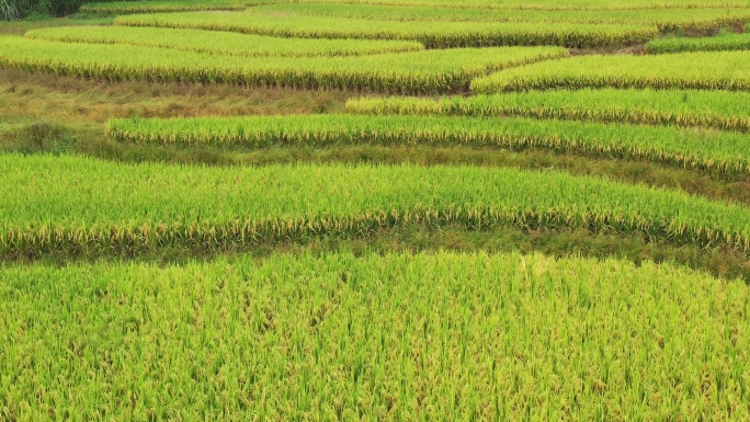 万亩稻田披“金甲” 从化晚稻好“丰”景4