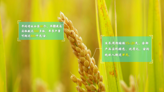 科技农业-水稻呼出科技信息展示AE