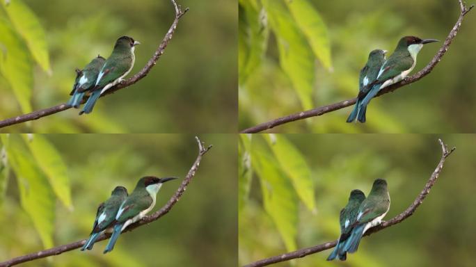 中国最美的小鸟：一对蓝喉蜂虎现身深圳公园