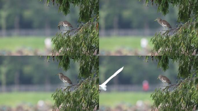 小池鹭利嘴频刺痛下杀手活吞大泥鳅