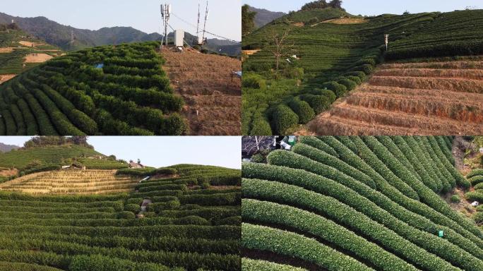 杭州东穆坞西湖龙井茶茶山茶田茶树自然航拍