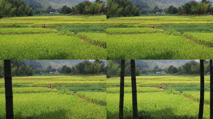 万亩稻田披“金甲”从化晚稻好“丰”景2