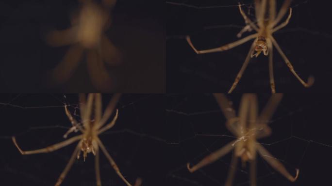 正在织网的大蜘蛛