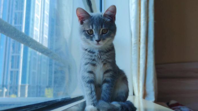 忧郁的小猫在窗户旁边单相思早恋素材