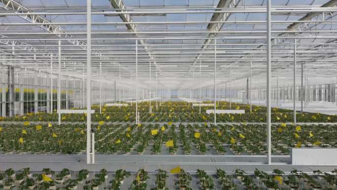 现代农业，玻璃温室