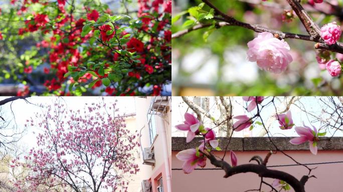 大学路院落里的花蔷薇花木槿花