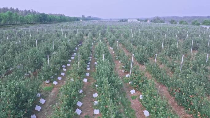 果农在苹果园采摘苹果