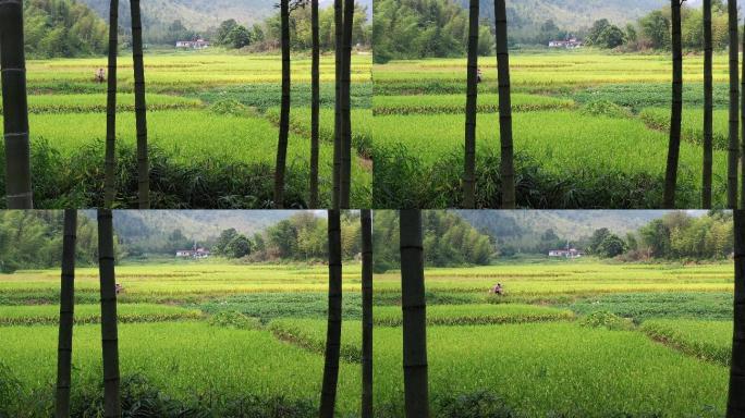 万亩稻田披“金甲” 从化晚稻好“丰”景1