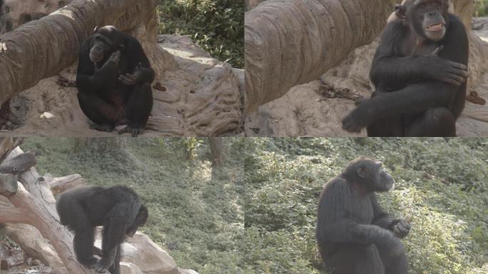 【4K】黑猩猩