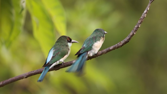 中国最美的小鸟：一对蓝喉蜂虎枝头浓情踩背