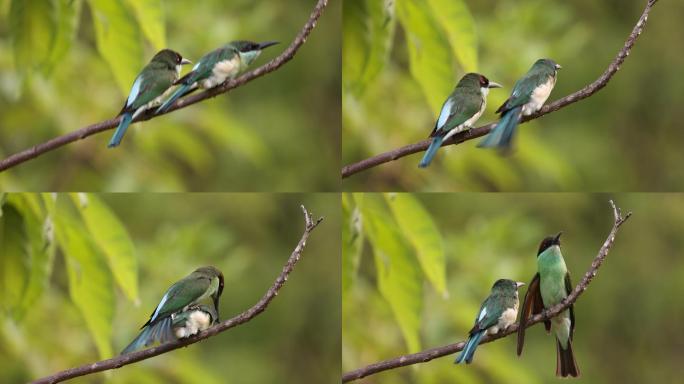 中国最美的小鸟：一对蓝喉蜂虎枝头浓情踩背