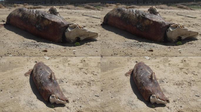 沙滩上海豚尸体