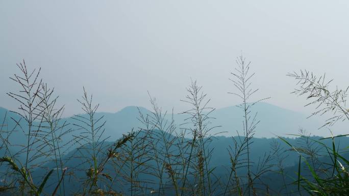 清晨风景、唯美小草