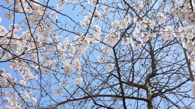 青岛5月的樱花，街景街拍。