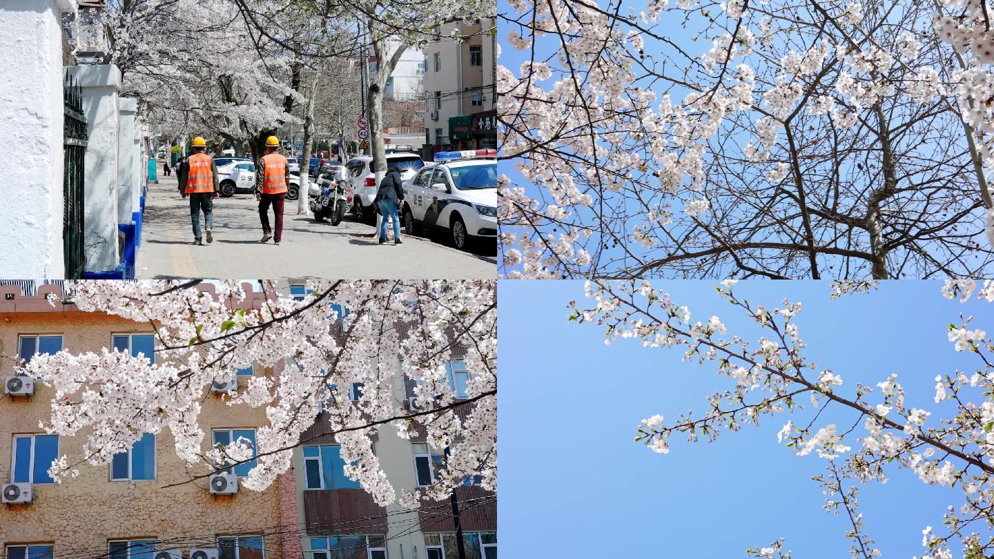 青岛5月的樱花，街景街拍。