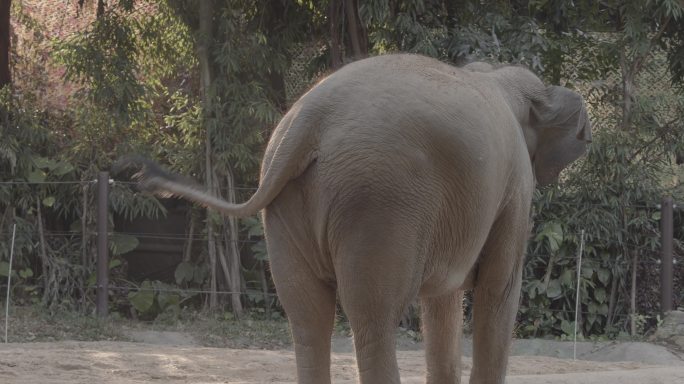 【4K】大象
