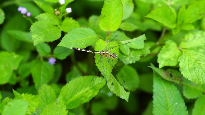 夏虫 萤火虫 昆虫 生物多样性