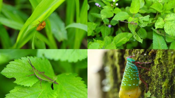 夏虫 萤火虫 昆虫 生物多样性