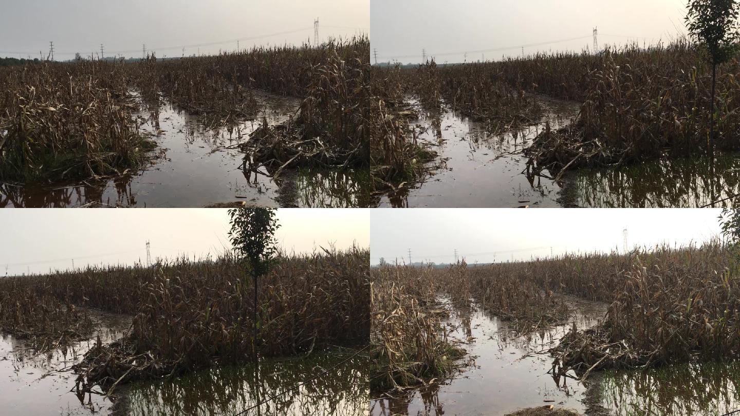 农田被淹