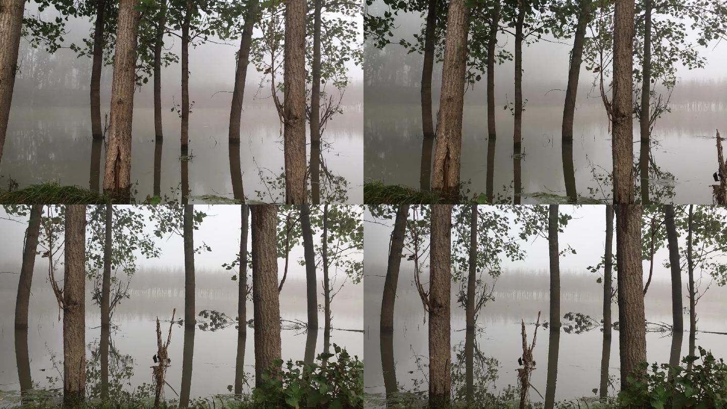 洪水淹没树木