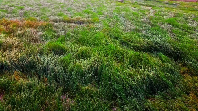 风中起伏的芦苇波浪