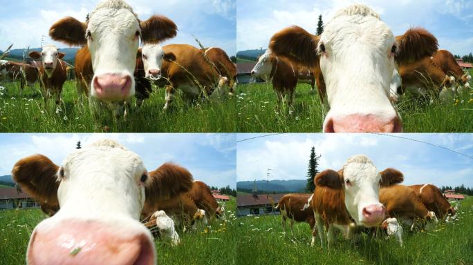 在德国南部山区，奶牛正在嗅相机的气味