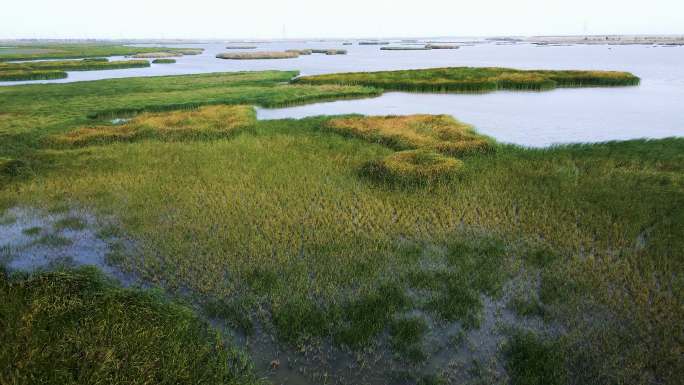 湿地保护-芦苇荡-湖