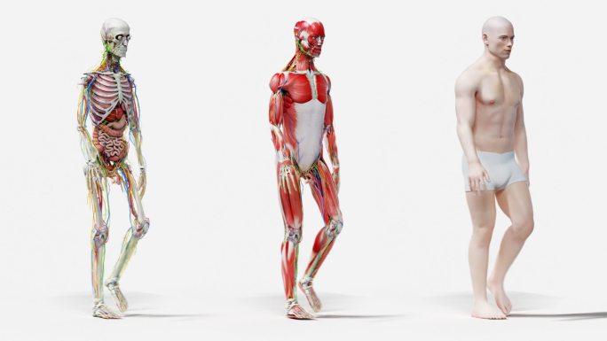 人体走路 三维建模 医学科技
