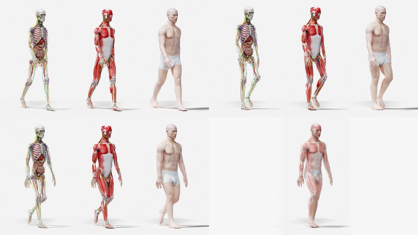 人体走路 三维建模 医学科技