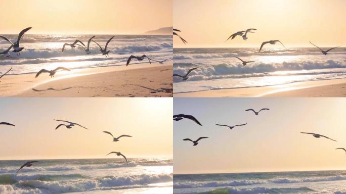 大海海鸥飞翔