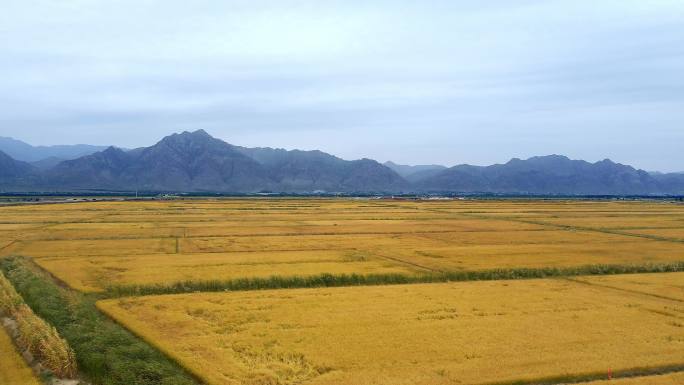 大地-田野-稻田-丰收季节