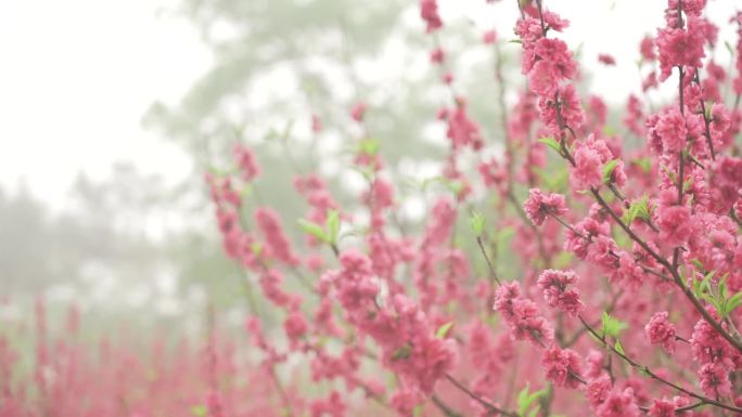 桃花 桃花园