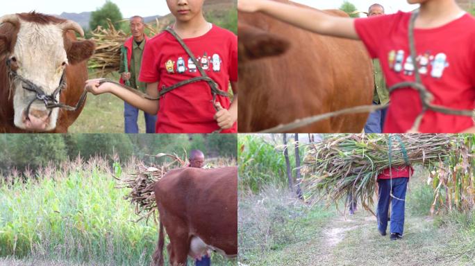 4lK 农村放牛的孩子和收秋的农民