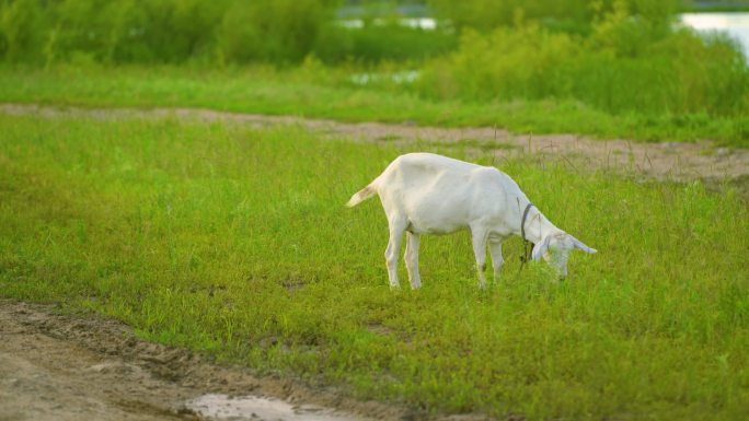 一只小羊在草原湿地上吃草