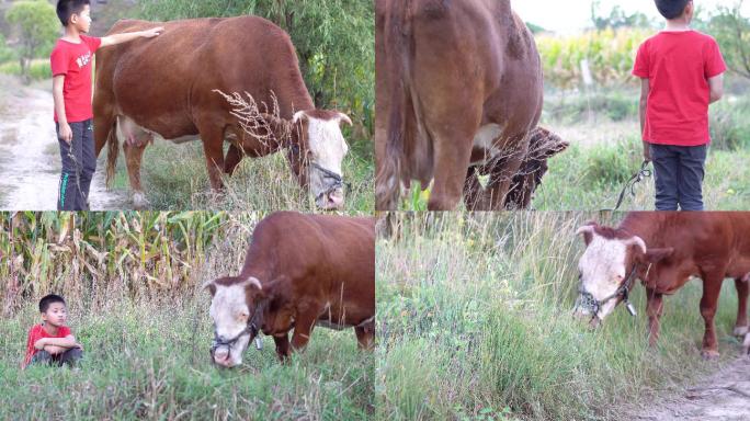 4lK 农村贫困山区田野放牛的孩子
