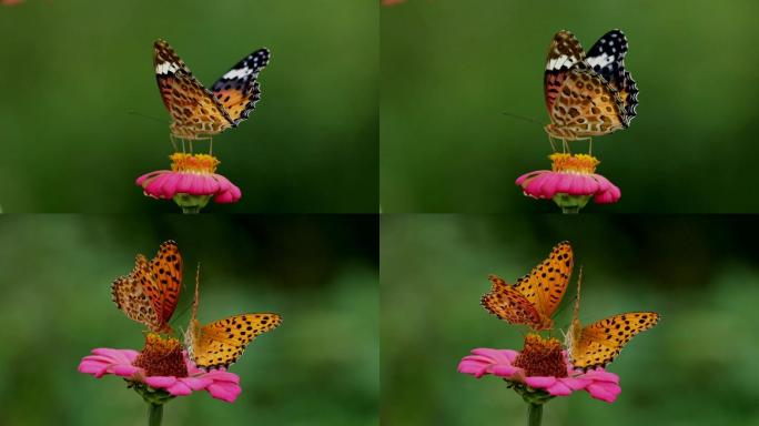 蝴蝶采蜜蝴蝶和花（240帧升格视频）