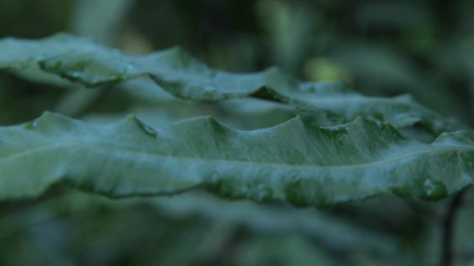 4K蕨类植物及其枝叶