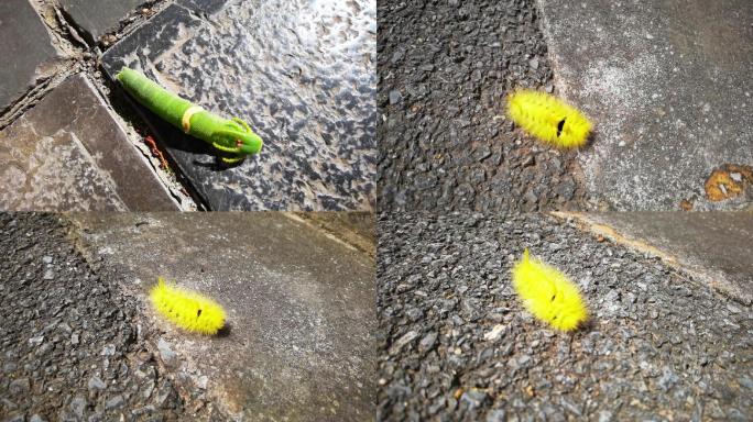 绿色黄色的毛毛虫蝴蝶幼虫爬行