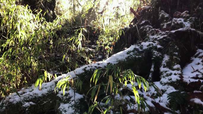 阳光照射下的雨雪天逆光竹子美景