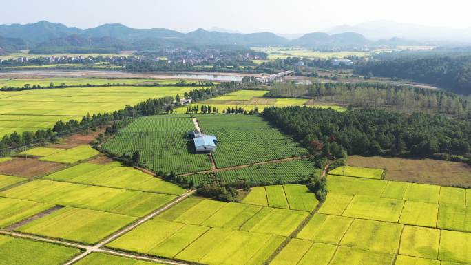 航拍江西吉水清香茶场