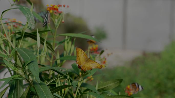 100fps蝴蝶飘舞于花间叶隙1