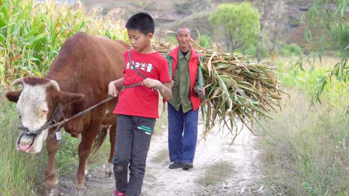 4lK 农村放牛的小孩和干活的农民
