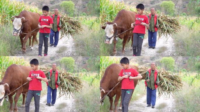 4lK 农村放牛的小孩和干活的农民
