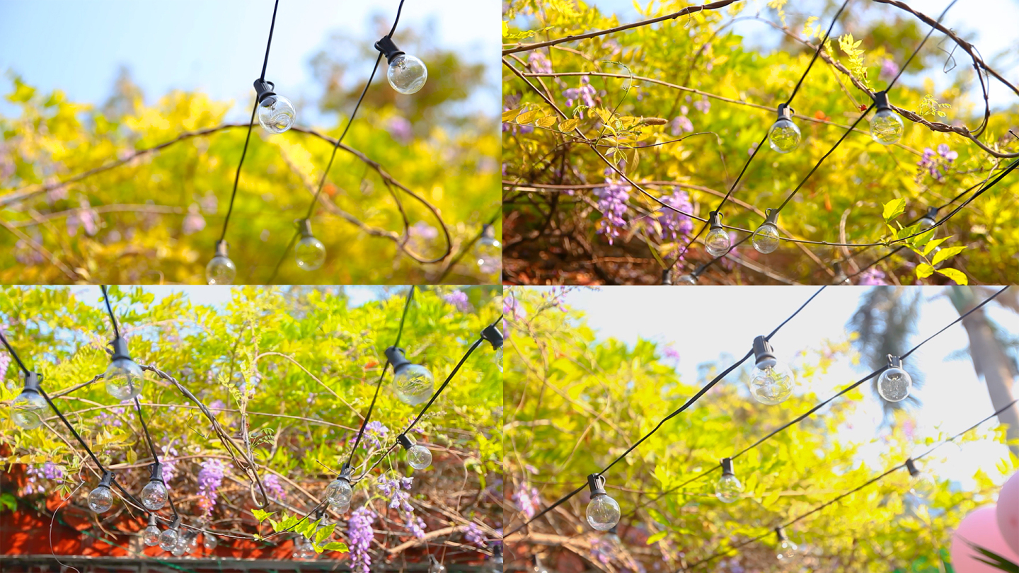 后院的紫藤花
