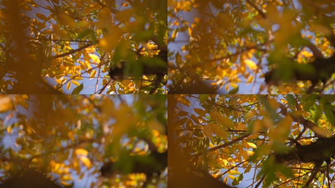 阳光下金黄色的树叶随风飘荡